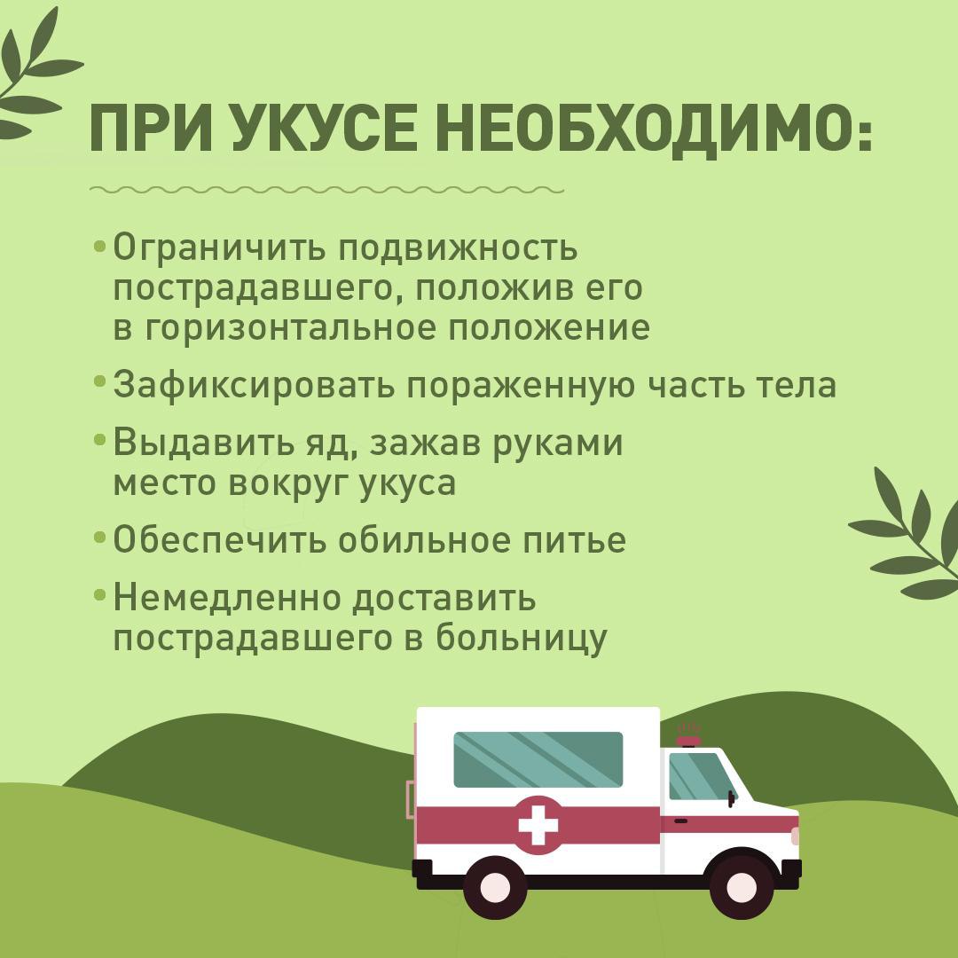В Оренбургской области есть случаи укуса гадюк