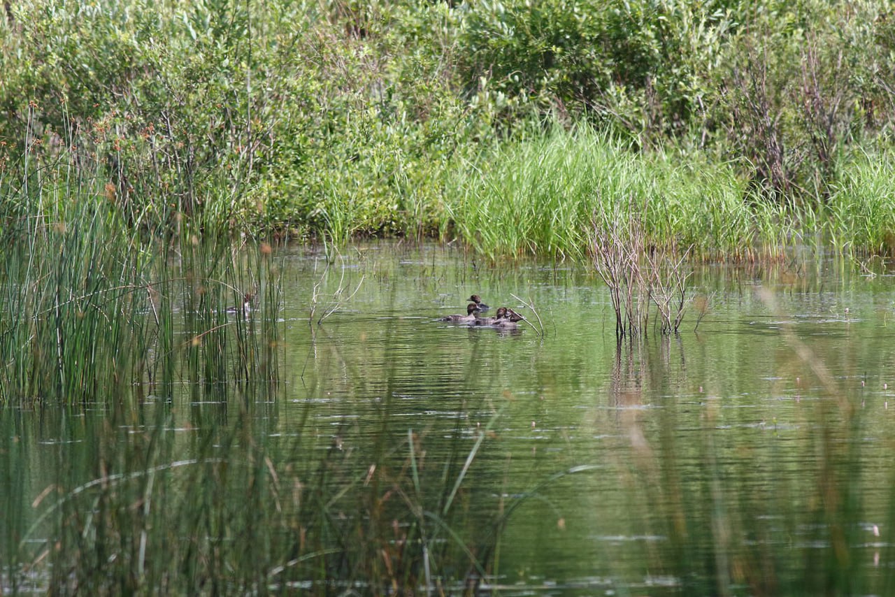 Редкие лесные утки облюбовали Бузулукский бор
