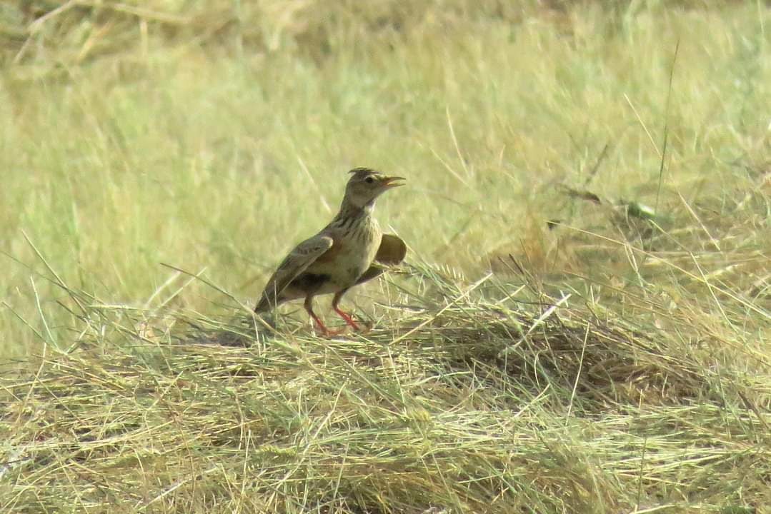 Фото: сотрудник заповедника "Оренбургский" Дмитрий Немальцев
