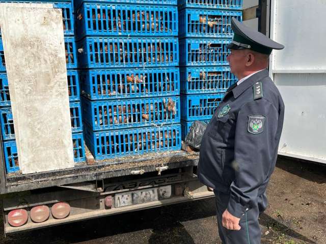 37 тысяч яиц и кур: в Оренбуржье пресекли незаконный вывоз груза в Казахстан 