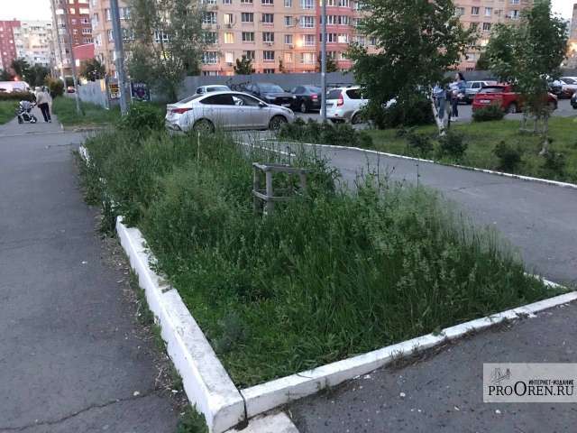 Когда косить будут? Жители Оренбурга жалуются на заросшие травой улицы