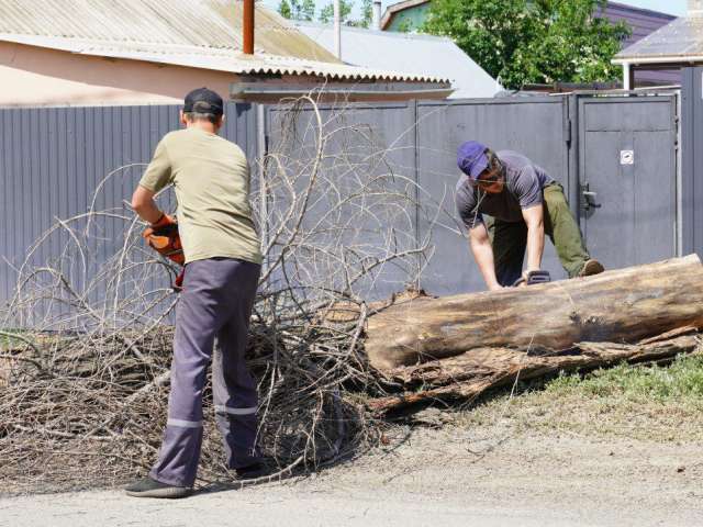 В Оренбурге проводят санитарную обрезку деревьев