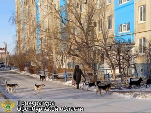 В Орске прокуратура потребовала от администрации организовать отлов безнадзорных животных