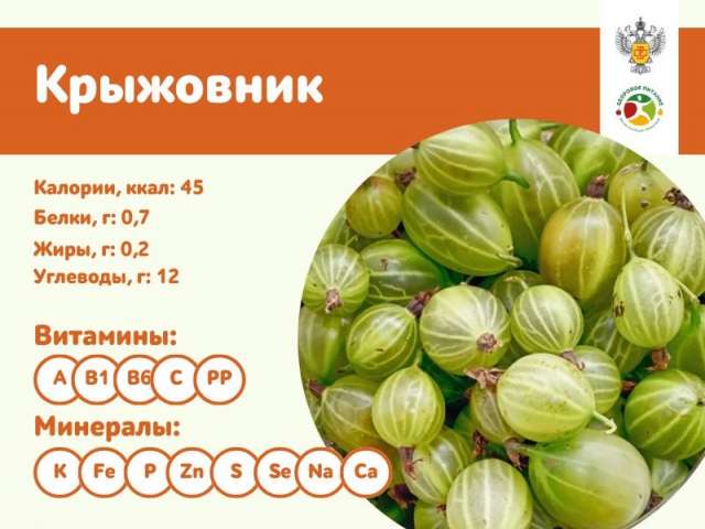Оренбуржцам рассказали о пользе крыжовника для здоровья