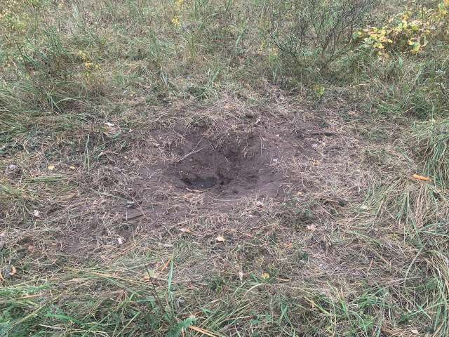 В Бузулукском бору начался период лосиных свадеб