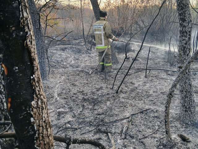 В Оренбургском районе потушили пожар в лесополосе 