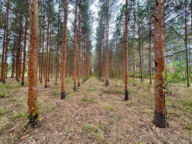 В Бузулукском бору размножают клоны лучших сосен
