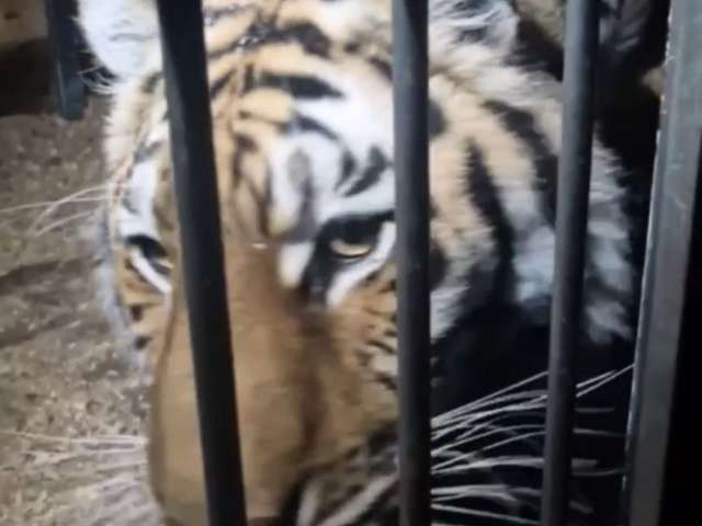 Тигрица-гастролерша прошла ветеринарный контроль в Оренбуржье 