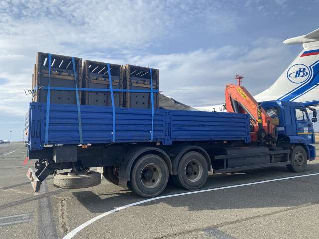 Лошади Пржевальского из Оренбуржья переехали в Хакасию