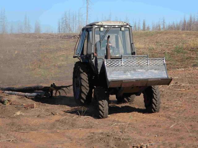 В «Бузулукском бору» на месте горельника высадят сосны 