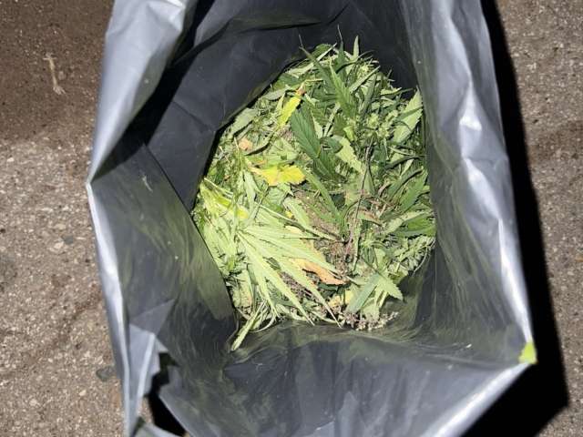 В Бузулуке задержали мужчину с 300 граммами марихуаны