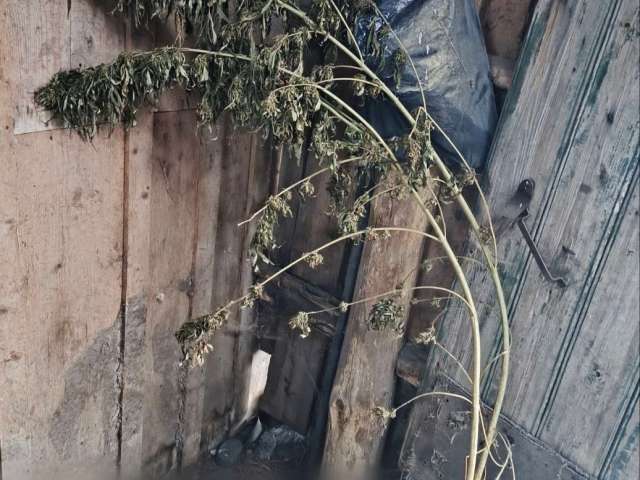 В Абдулинском районе задержан мужчина с крупной партией марихуаны