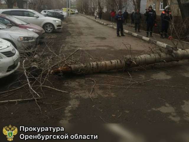 Девушка, потерявшая ногу после падения дерева в Оренбурге, требует с УК 12 млн рублей