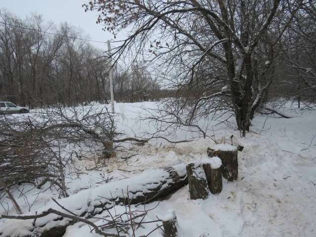 Житель Оренбургского района стал фигурантом уголовного дела за вырубку четырех ясеней