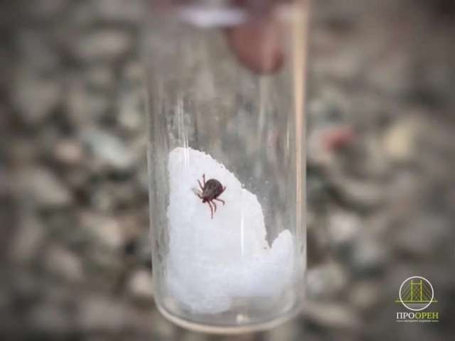 Клещи атакуют: в Оренбуржье пострадали уже более 1 200 человек