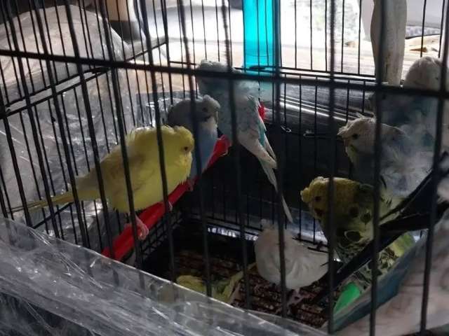 Не долетели до Москвы: пернатых пассажиров развернули на границе в Оренбуржье