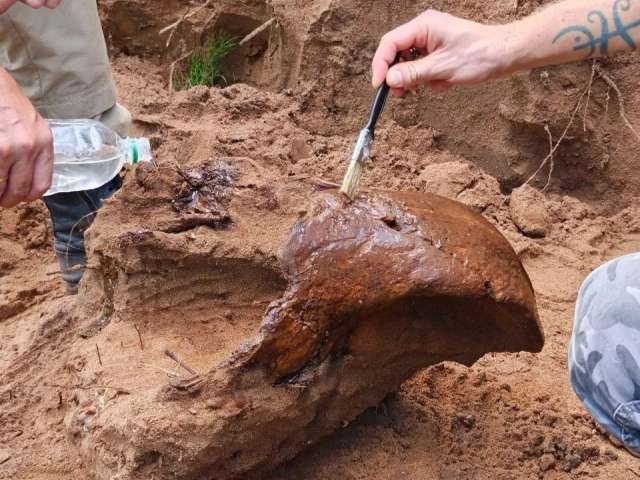 Древний гигант из Бузулукского бора: в Оренбуржье нашли череп шерстистого носорога