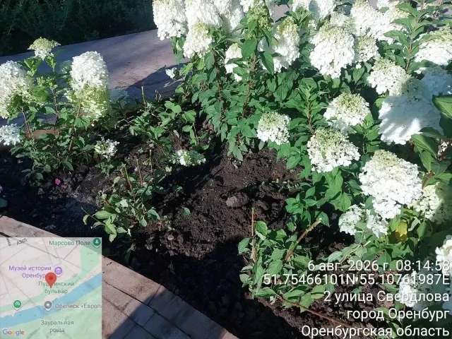 В Оренбурге полиция вычислила компанию, оборвавшую цветы на Советской