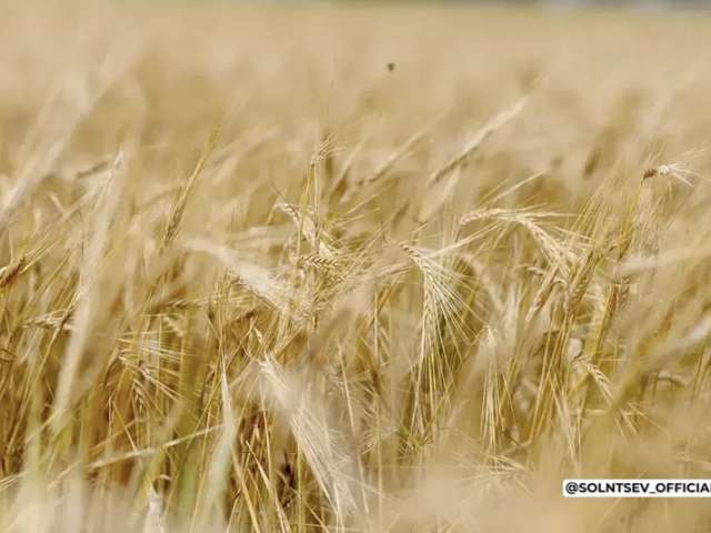 Оренбуржье заняло 2-е место по объему экспорта продукции АПК