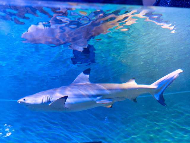 В Оренбурге назвали дату открытия океанариума
