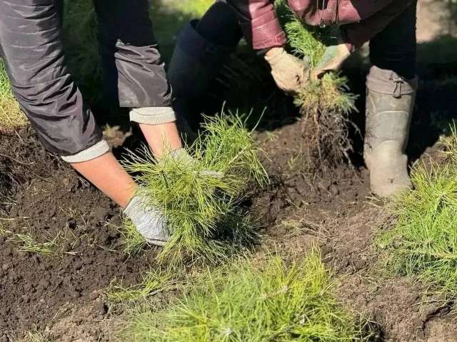 В Оренбуржье в этом году восстановят 750 гектаров леса