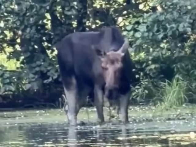 Жара не помеха: лось вышел на водопой днем в Бузулукском бору