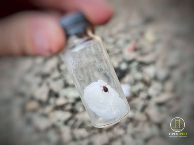В Оренбуржье за неделю еще 20 человек пострадали от укусов клещей