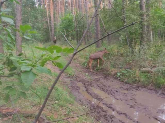 В Бузулукском бору заметили лосят в рыжих «шубках»