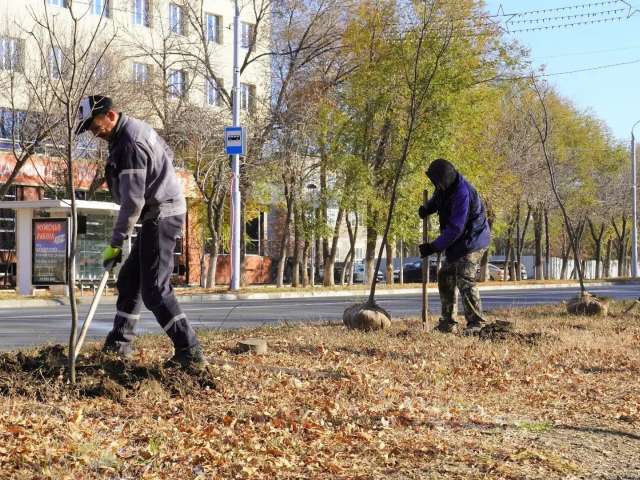 Устойчив, долговечен: в Оренбурге высадили 69 ясеней   