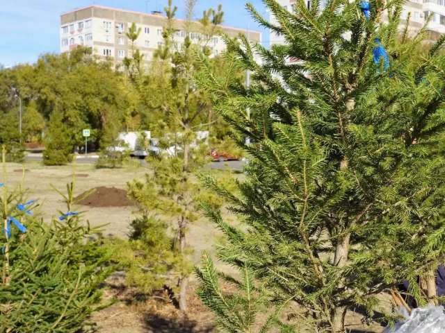  В Оренбурге в сквере им. Александра Прохоренко высадили 31 молодую ель