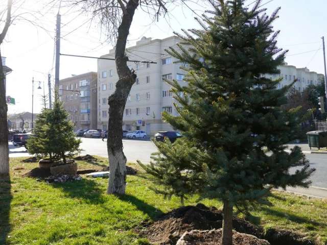 В Оренбурге в сквере у памятника Александру Безаку высадили 10 голубых елей