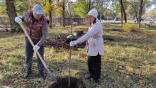 В Оренбурге с начала осени высажено более 800 новых деревьев