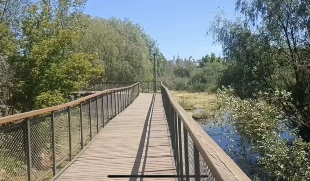 На водной глади около тропы здоровья в Оренбурге появились кувшинки