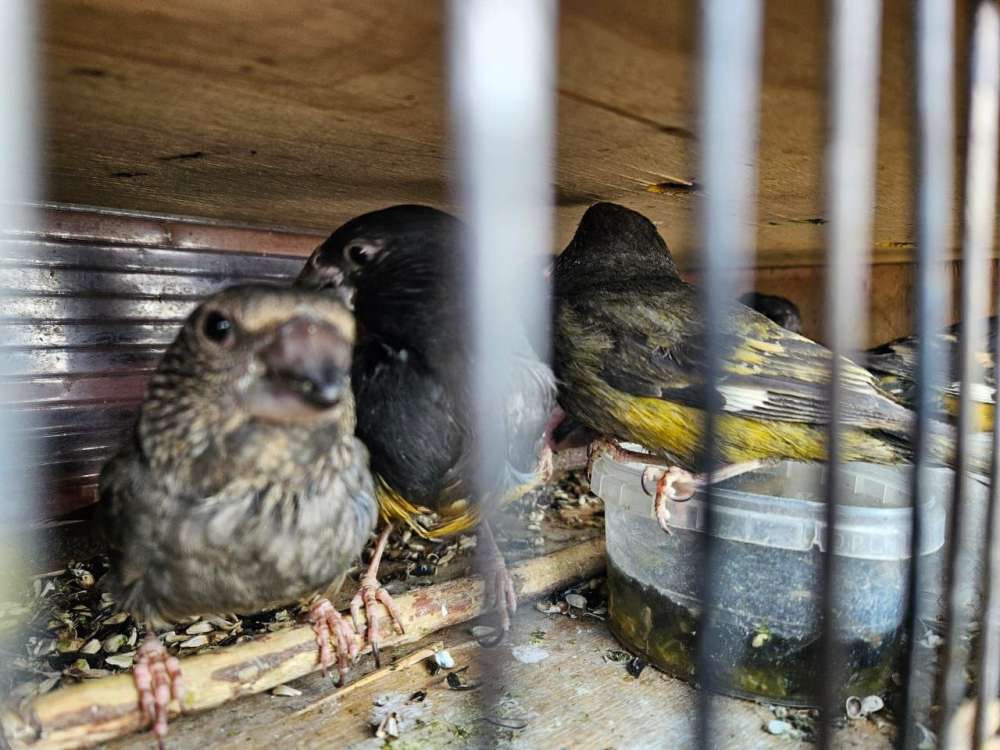 В Оренбуржье пресекли контрабанду дубоносов из Казахстана