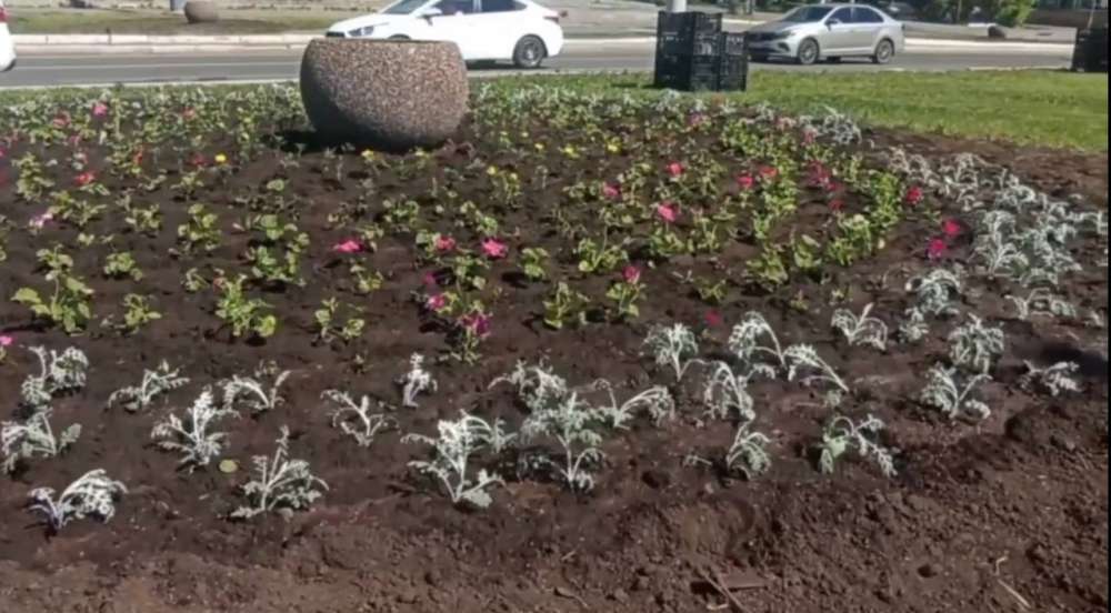 В Оренбурге продолжают высаживать цветы на городских клумбах