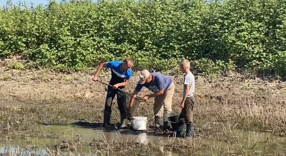 В Оренбуржье спасают молодь рыбы из пересыхающих водоемов 