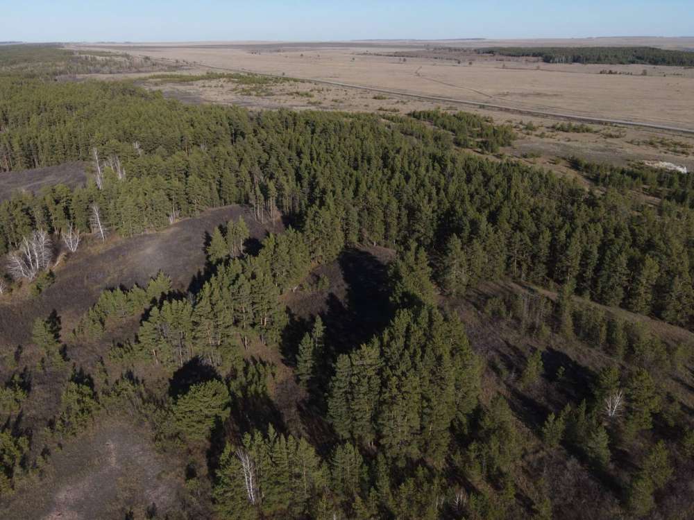 Оренбуржцам грозят крупные штрафы за незаконную рубку леса