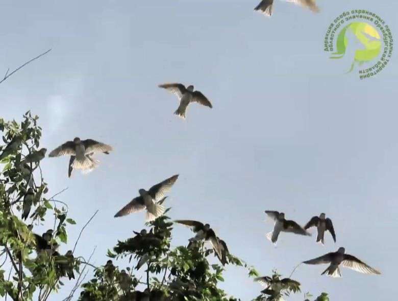В оренбургском заказнике поделились увлекательными фактами о жизни ласточек  