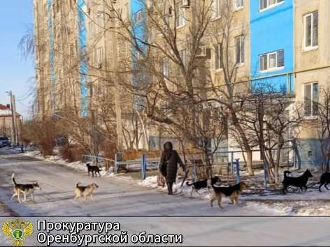 В Орске прокуратура потребовала от администрации организовать отлов безнадзорных животных