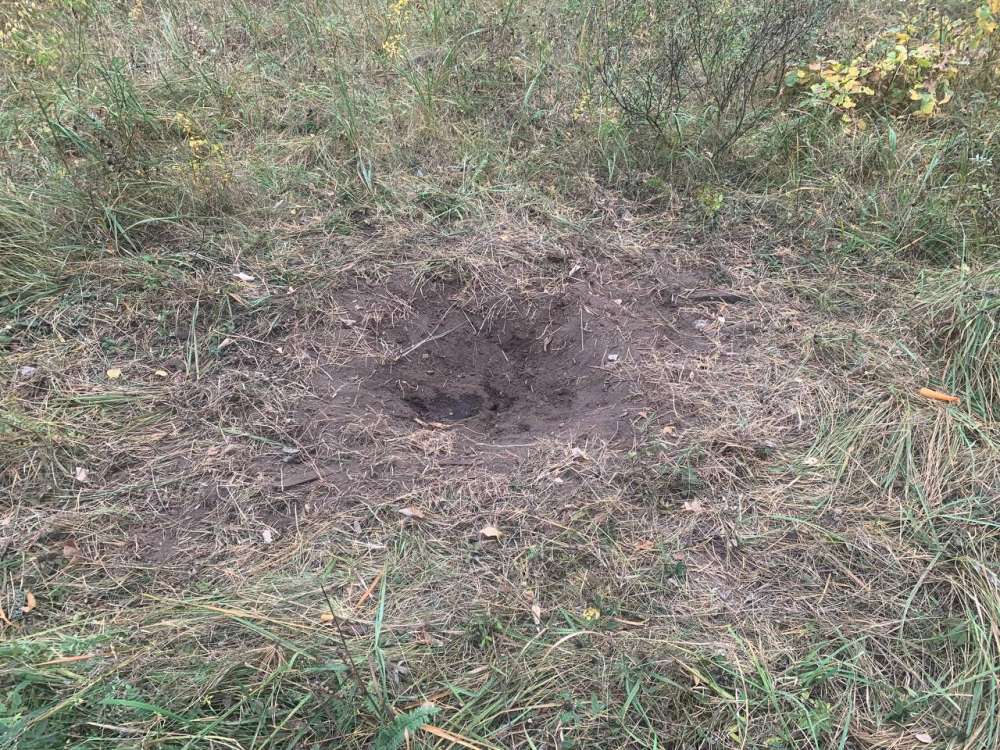 В Бузулукском бору начался период лосиных свадеб