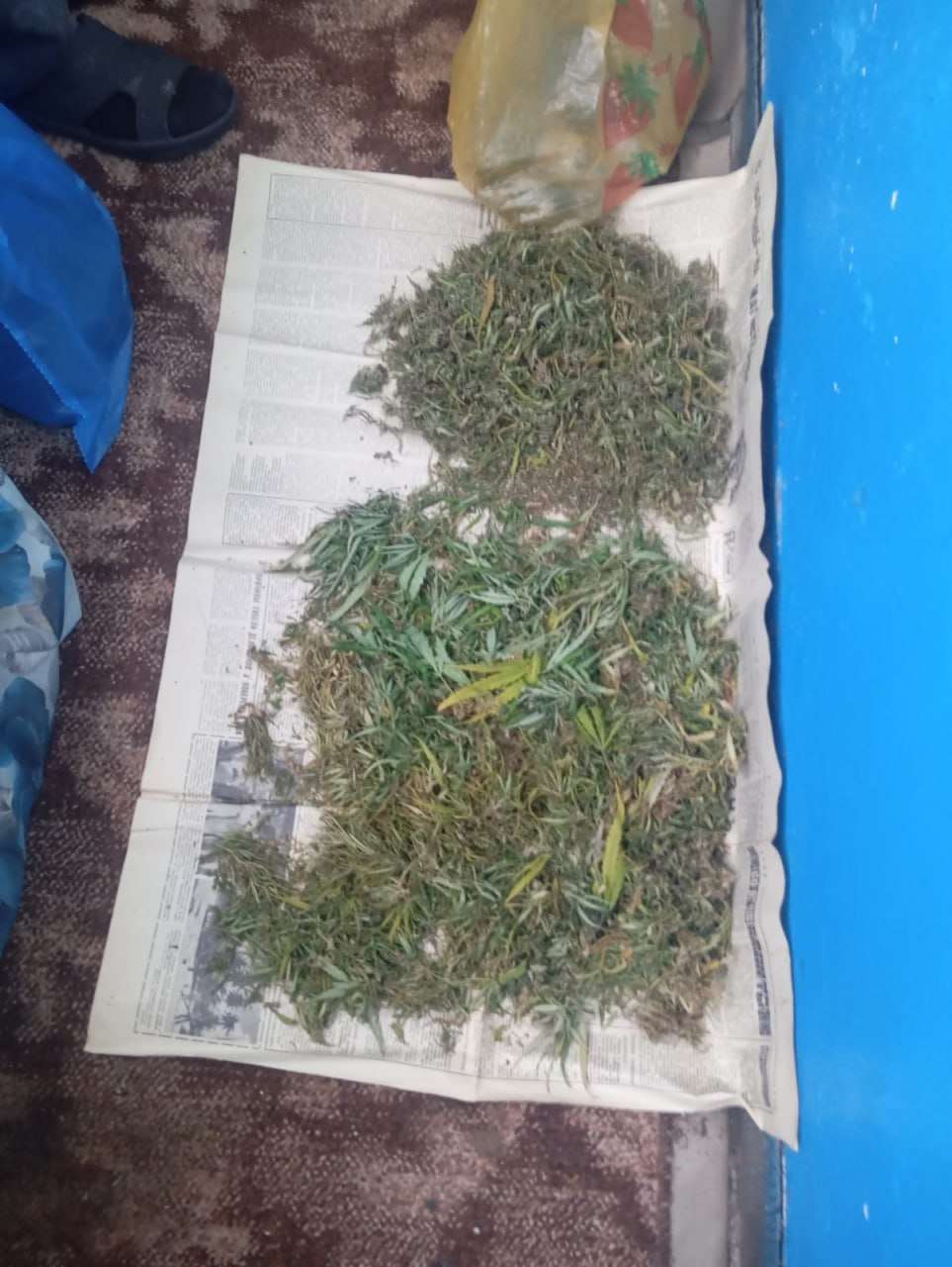 В Соль-Илецке полицейские изъяли у местного жителя больше 2 кг марихуаны 