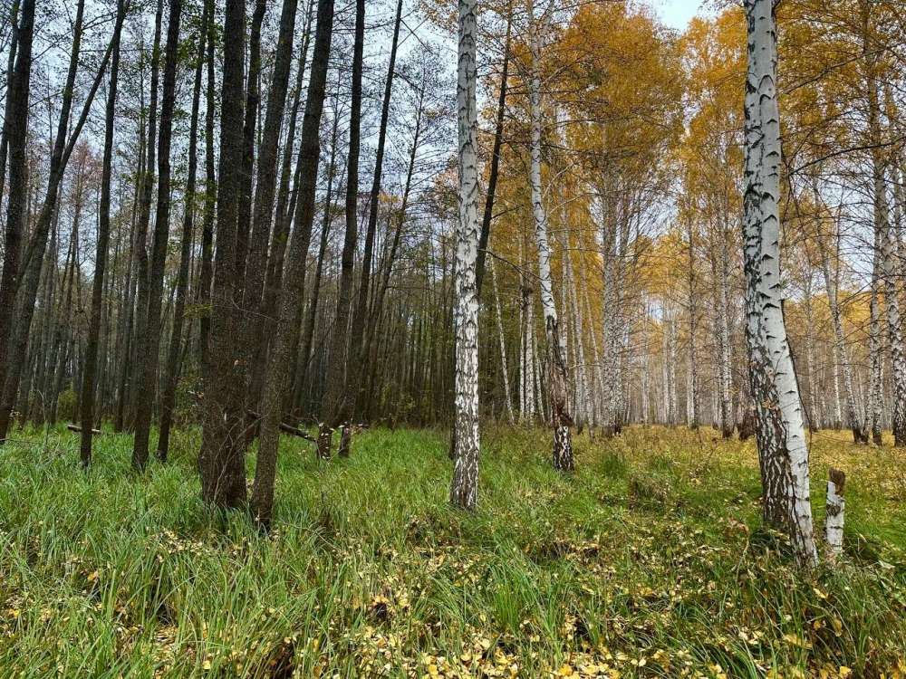 Торфяник в Бузулукском бору помогает бороться с изменением климата 