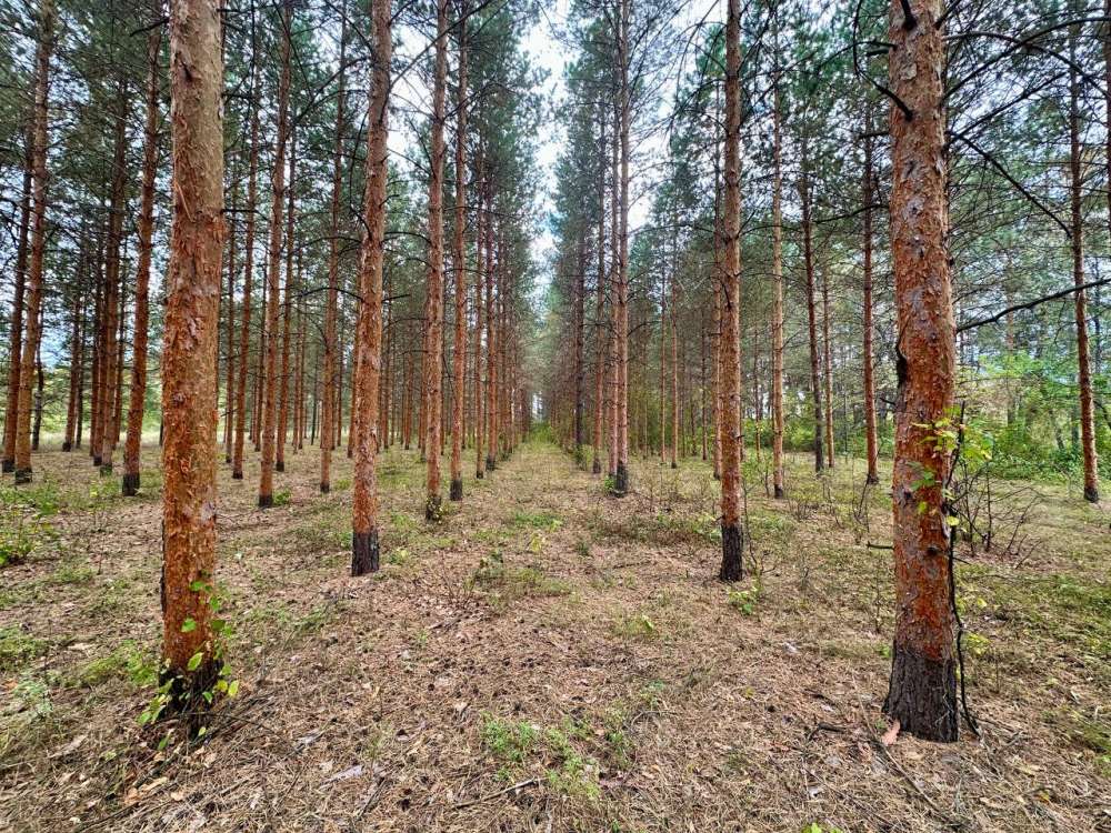 В Бузулукском бору размножают клоны лучших сосен