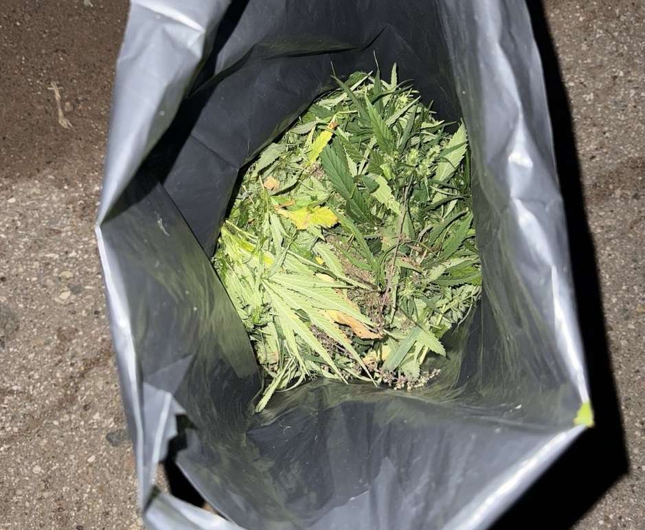 В Бузулуке задержали мужчину с 300 граммами марихуаны