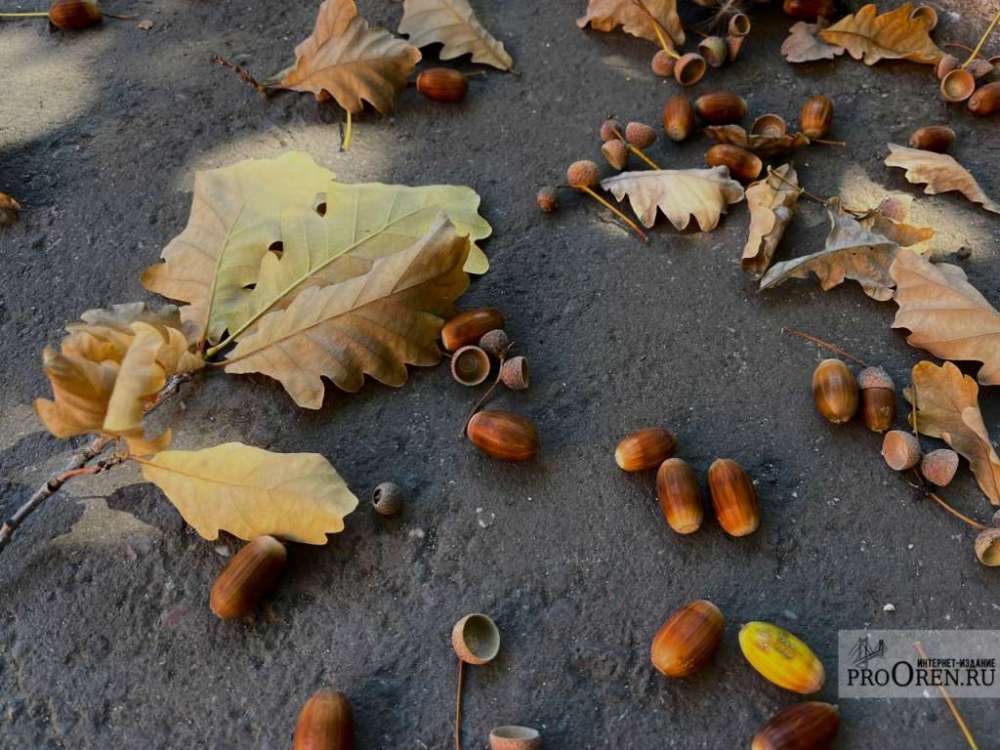 Оренбуржцам рассказали о погоде на 10 ноября