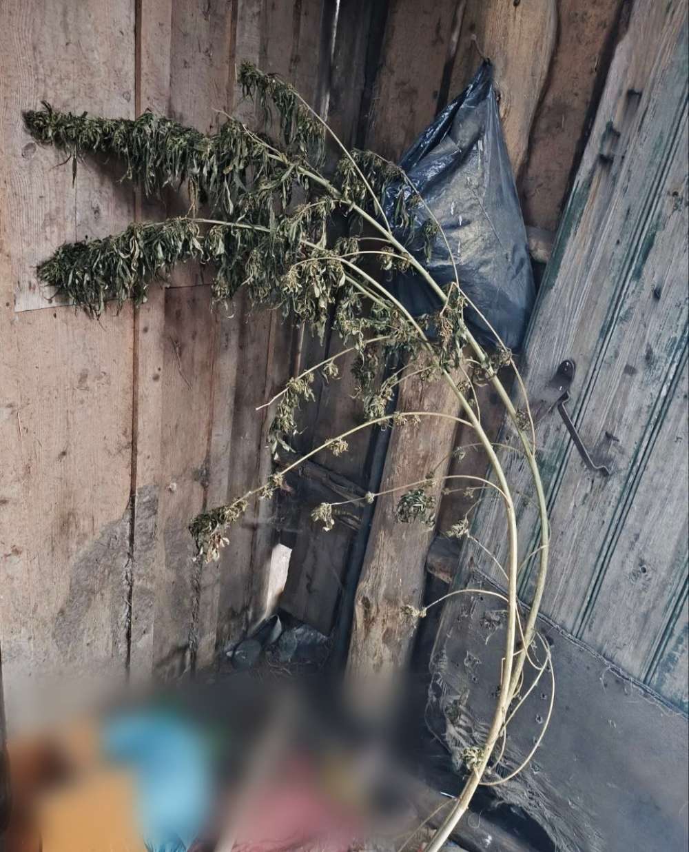 В Абдулинском районе задержан мужчина с крупной партией марихуаны