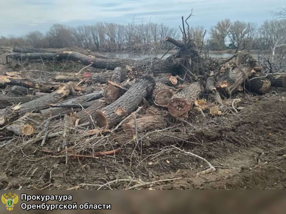 За незаконную вырубку при расчистке Урала подрядчик заплатит больше 700 тысяч рублей