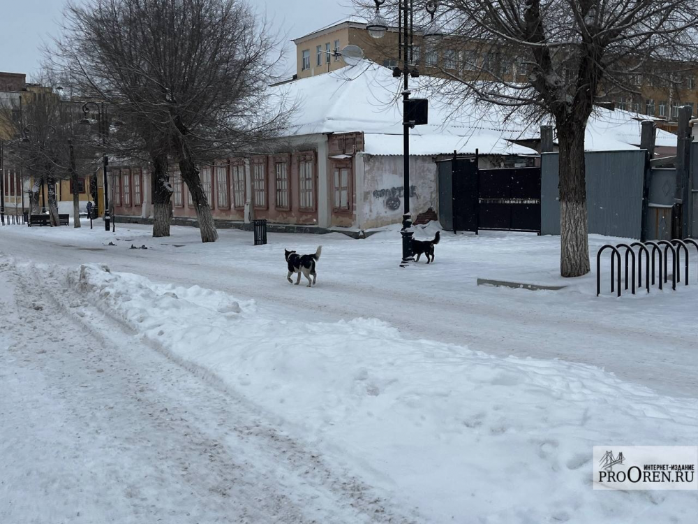 В Бузулуке мальчик пострадал от нападения собаки