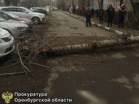 Девушка, потерявшая ногу после падения дерева в Оренбурге, требует с УК 12 млн рублей