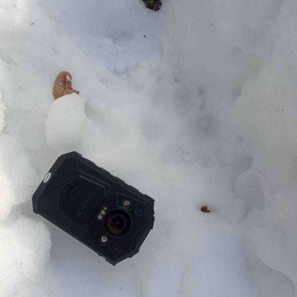 В Бузулукском бору замечен след волка-одиночки